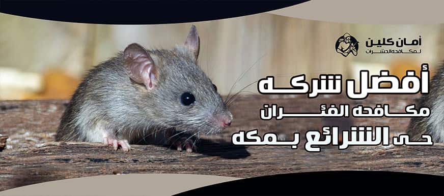 شركة مكافحة الفئران حي الشرائع بمكة